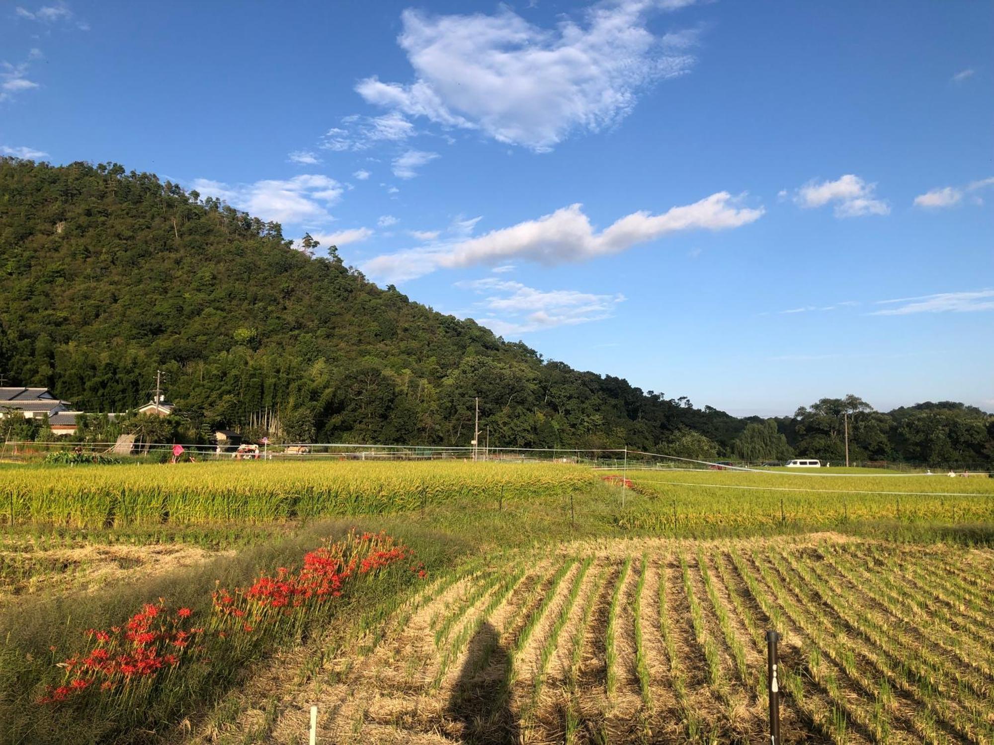 Tsubame-Ya, Kyoto